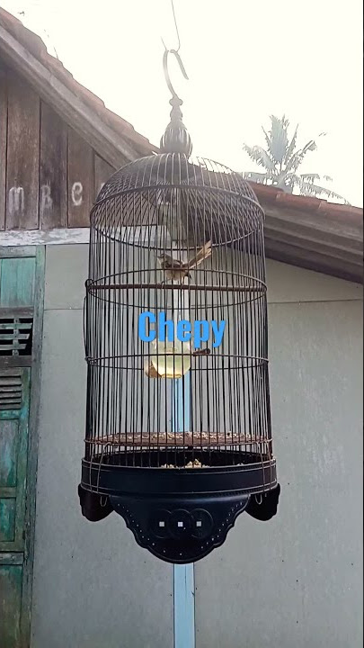 Ciblek Gunung Gacor || Breen gelombang