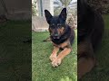 Alman Kurdu #youtube #viralshorts #goviral #dogviral #alman