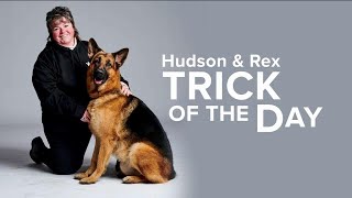 Hudson & Rex Trick of the Day