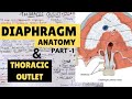 Diaphragm anatomy  1  thoracic outlet anatomy  suyash shukla