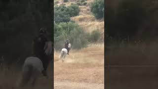 🔥 La elegancia de Errante en libertad | Gonzalo Gómez en Benalmádena 🐎✨ #shorts