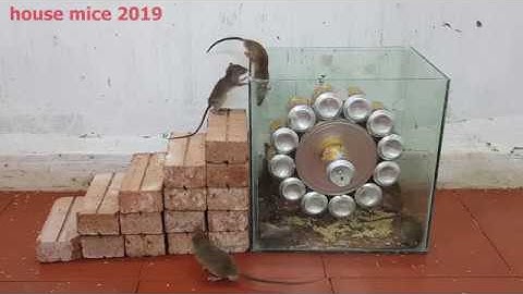 mouse trap monday / mousetrap with scrap / housemice2019