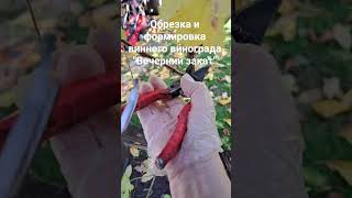 Обрезка и формировка винного винограда "Вечерний закат"
