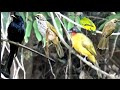 Suara Aneka Burung Di Alam Liar Suara Tonggeret Mp3 - Mp4 Download