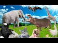 Learn about familiar animals animal sounds and foods cows dogs cats chickens elephants