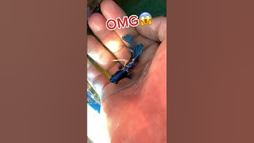 2 year old betta fish released back to the wild🐠#betta #bettafishtank