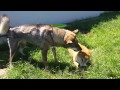 Shikoku vs Shiba の動画、YouTube動画。