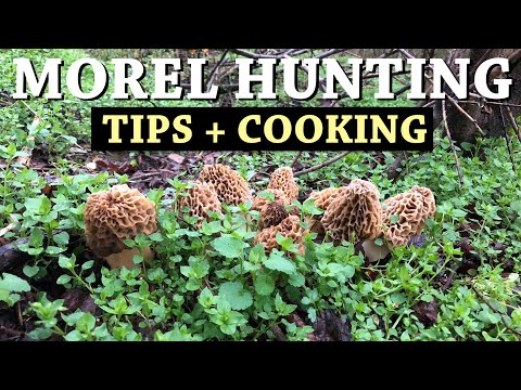 Vídeo: Morels: Coletar E Cozinhar