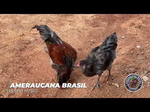 Vídeo: Galinhas Ameraucana e Galinhas de Ovo de Páscoa