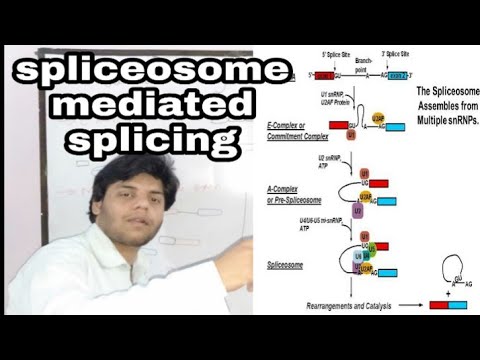 Vídeo: Por que o spliceosome é importante?