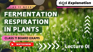 Anaerobic respiration Fermentation 03 🔥 Quick Explanation 🤯 Respiration in Plants Class 11