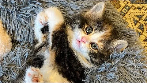 Video 5498391: animals funniest cats dogs, dog cat funniest baby, cats dogs best funniest, cute cats dogs funniest, funny animals funniest cats