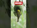 Weaver Bird Craftsmanship at Its Finest #wildlife #satisfying