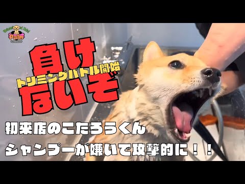 【噛み犬トリミング】シャンプー嫌いな豆柴1才と店長の戦いが始まる!?