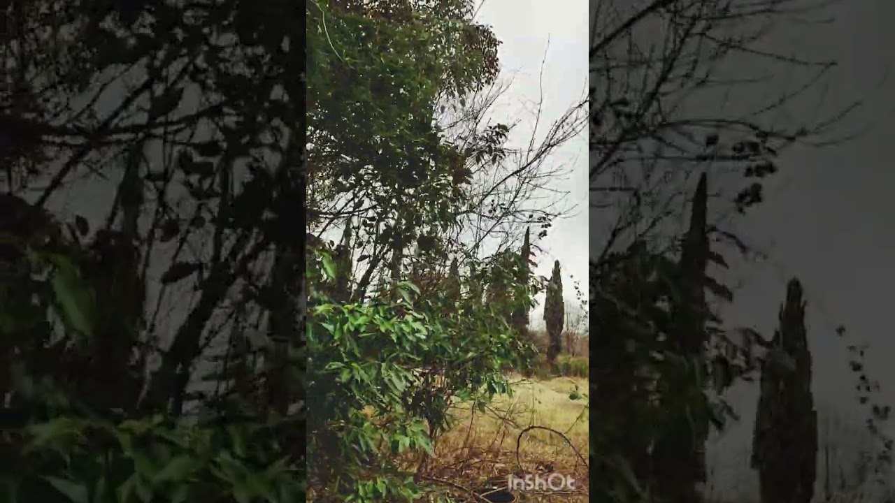 кафора -это дерево!