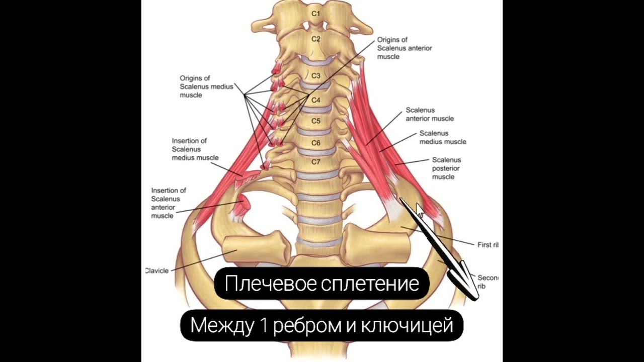 Лестничные мышцы анатомия. Лестничные мышцы шеи анатомия. Лестничная мышца анатомия. Scalenus anterior мышца. Расслабление лестничных мышц.