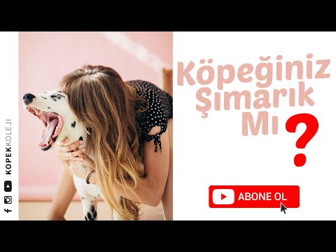 Video: Köpeğiniz Köpək Kimi Qoxur?