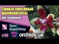 Самые красивые цветущие фаленопсисы для вашей коллекции орхидей.