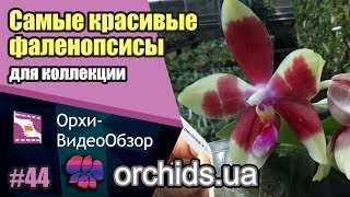 Самые красивые цветущие фаленопсисы для вашей коллекции орхидей.