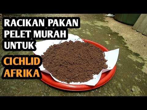 Video: Resep untuk Makanan Cichlid Buatan Rumah