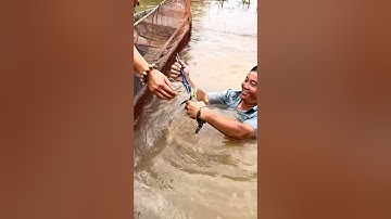 Con Tôm Càng Xanh Khổng Lồ