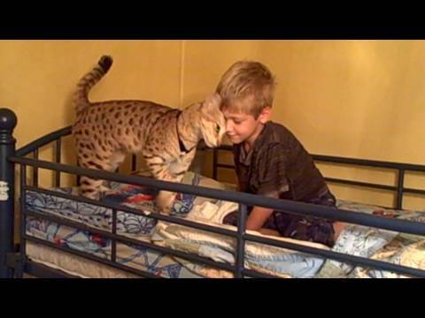 Video: Savannah Cat Zwerft Door De Straten Van Detroit, Vermoord En In De Vuilnisbak Gegooid