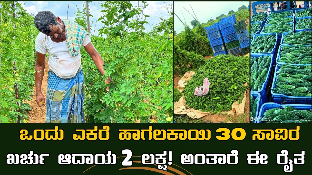 ಹಾಗಲಕಾಯಿ 30 ಸಾವಿರ ಖರ್ಚು ಆದಾಯ 2 ಲಕ್ಷ!ಅಂತಾರೆ ಈ ರೈತ|Bitter gourd cultivation information in kannada