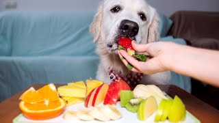 best Fruits and Vegetables you can feed your dog and which can not