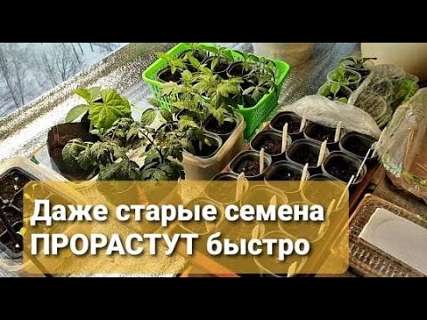 ВСХОДЯТ даже старые семена таким способом.Томаты ПОСЕВ Какие сорта выбрала.