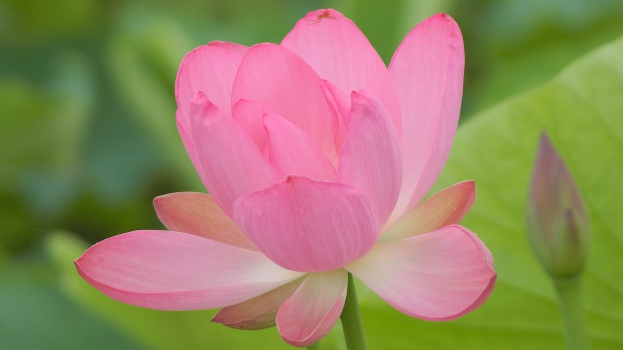 蓮の花 利根親水公園 Vol.3 Lotus Flower Tone Water Park - YouTube