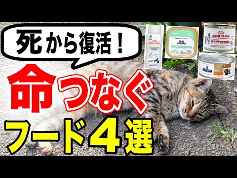 猫の関節炎に効く食事療法3選|獣医師が教える正しいケア方法