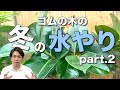 ゴムの木の冬の水やりについて(前回の補足)【観葉植物】