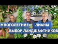 Виноград, древогубец, жимолость каприфоль, актинидия, клематис, лимонник и другие садовые лианы