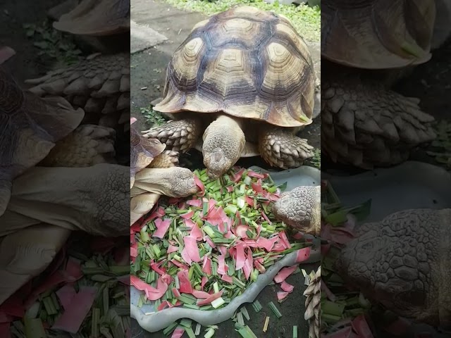 Sulcana Ngene Ojo Dibandingke Karo Liane #shorts #kurakura #tortoise #sulcatatortoise #sulcata class=