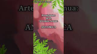 Propiedades De La Artemisa Annua 1Ra Parte