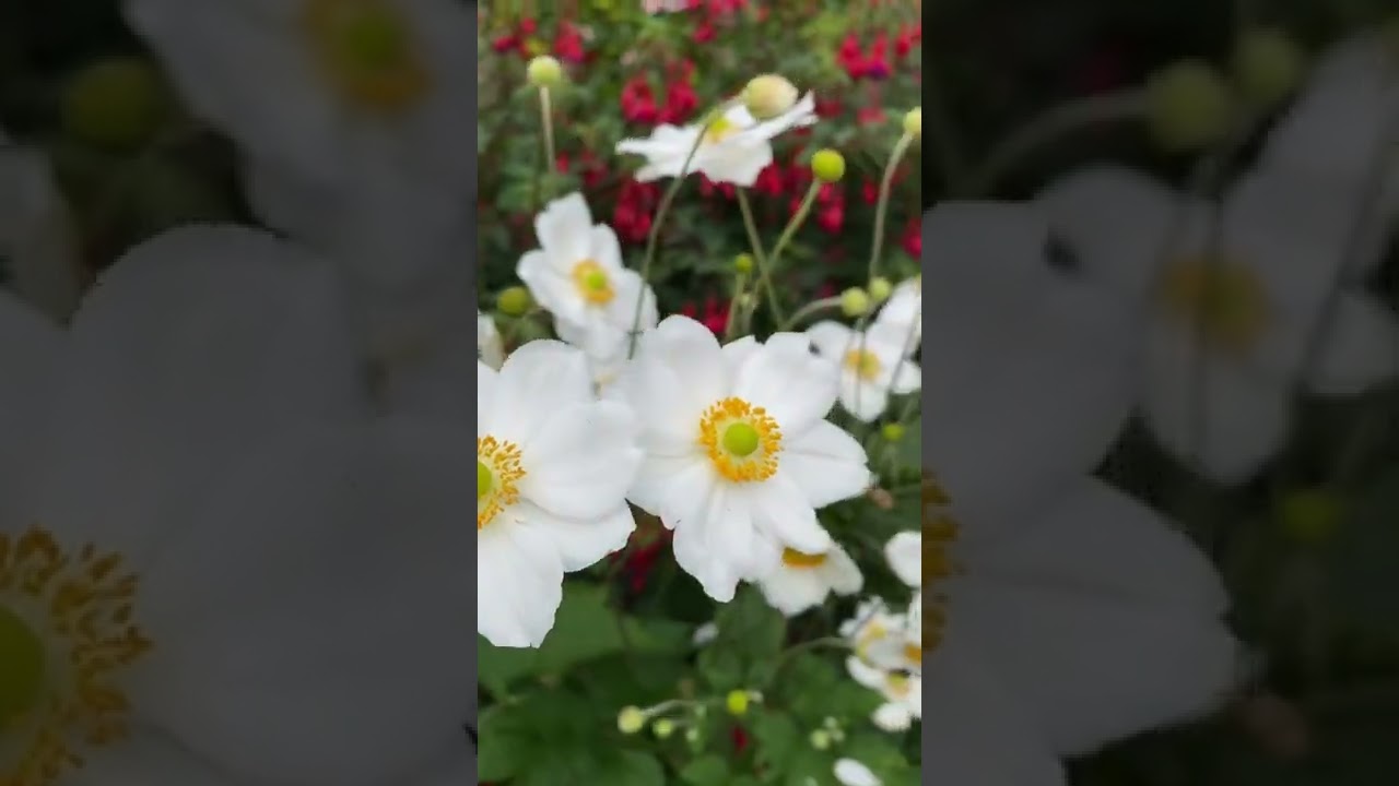 Combination planting|| Japanese Anemone & Hardy Fuscia || Create continuous colour