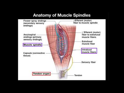 Anatomy & Physiology of Muscle Spindles