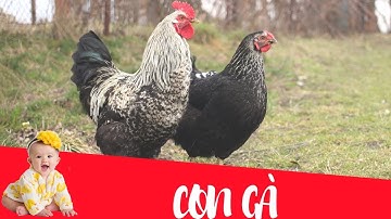 Dạy bé học con gà | Dạy em bé tập nói tên và hoạt động các con vật