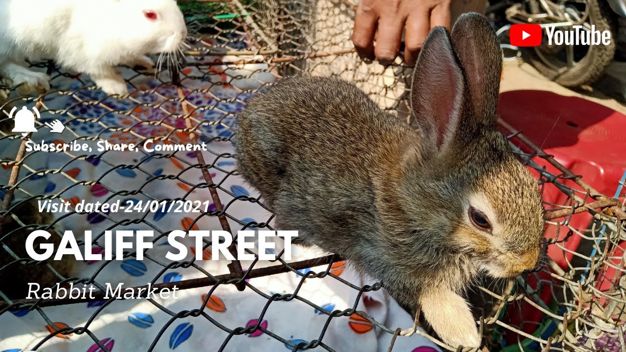 RABBIT SELLER AT GALIFF STREET PET MARKET KOLKATA |24TH JANUARY 2021 |VISIT