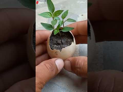 Video: Munakoore seemikud lastele – õppige taimede kasvatamise kohta munakoortes