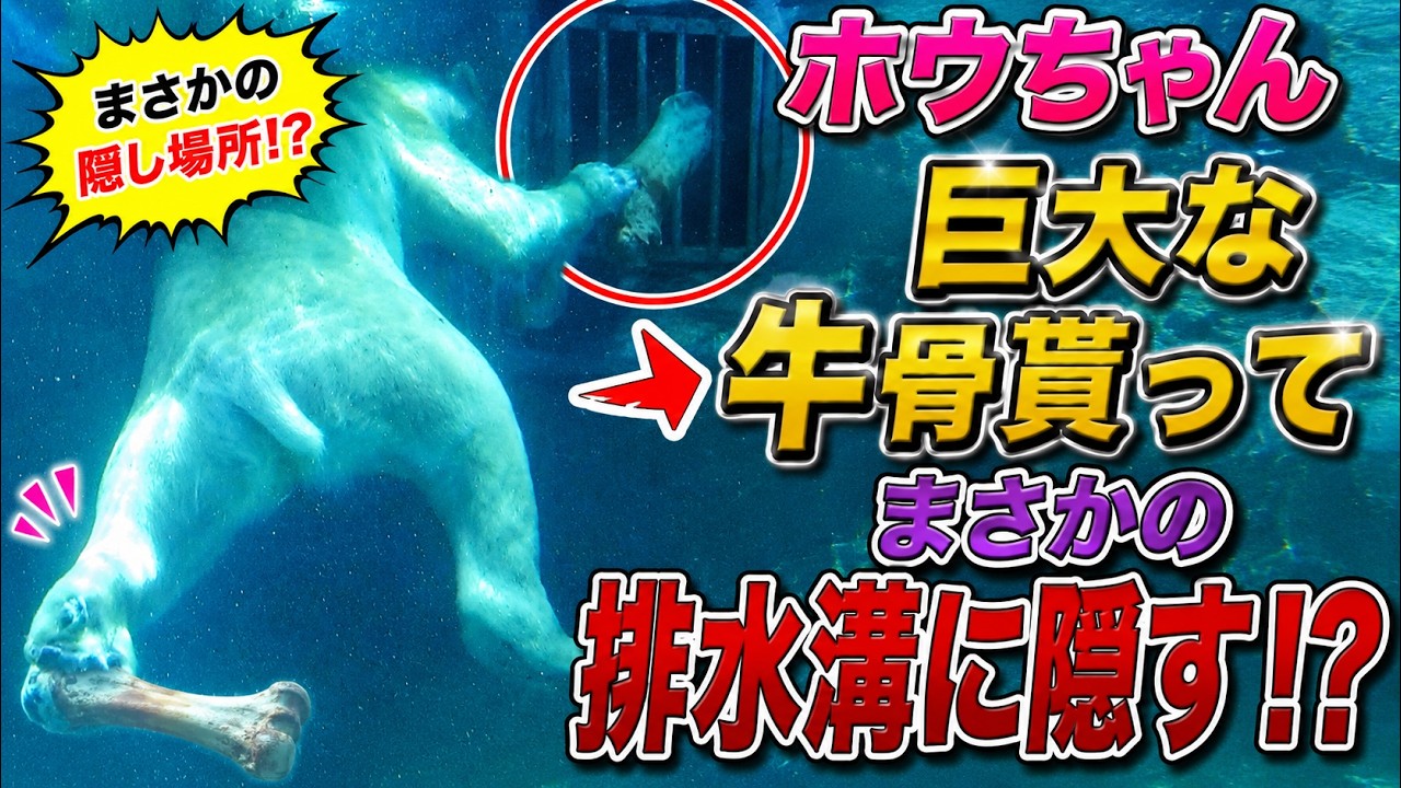 ボジュラブ　小動物の外科 Hou-chan gets a huge cow bone and—believe it or not—hides it in