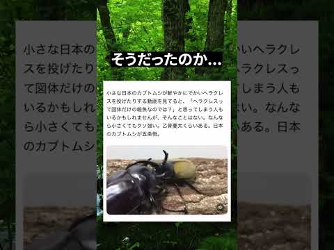 普通に強いヘラクレスオオカブト 昆虫バトル 昆虫 カブトムシ