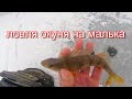 Ловля окуня зимой на малька, видео rybachil.ru