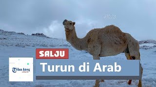 Salju Turun di Tabuk Arab Saudi