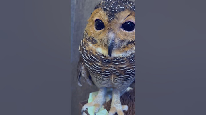 Bibib si Burunghantu lucu ikutan angguk angguk! #burunghantu #funny #funnyanimal #funnyvideo