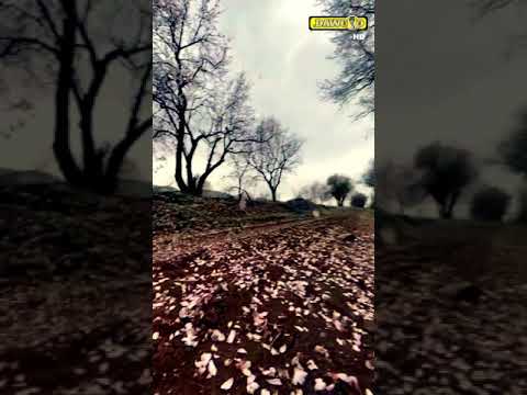 اصاحب مين هاني شاكر صوت الحب
