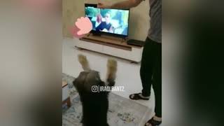 Dog dances to Iraqi music - جلب يركص على اغنية عراقية