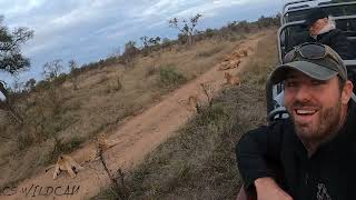 Mayanbula Lion Pride | All The Cubs With the Skorro Males Most incredible Up Close Sighting! Ep 89