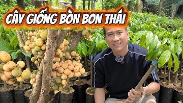 Cây giống bòn bon thái..tại vườn ươm..