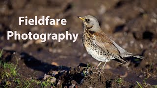 A day Photographing Fieldfares